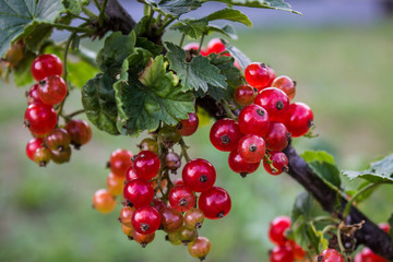 Sprig of red currant with transparent red berries