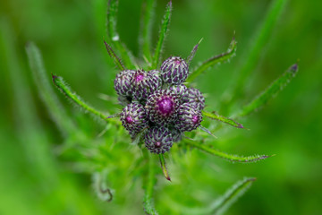 wild thistle flower