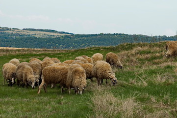 Plana mountain flock of sheep and goats Bulgaria