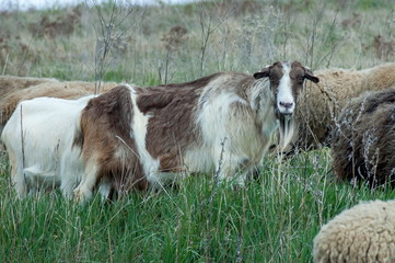 Plana mountain flock of sheep and goats Bulgaria