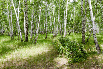 green birch forest of Russia