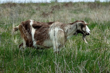 Obraz premium Plana mountain flock of sheep and goats Bulgaria