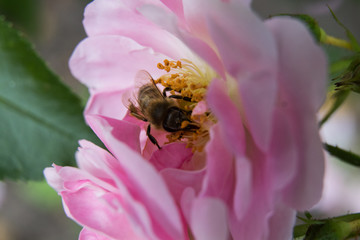 bee collects pollen on a pink rose