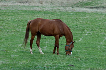 Fototapeta premium Konie do jazdy konnej w górach Plana w Bułgarii