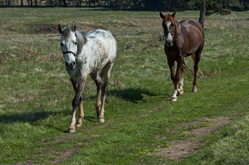 Horses for riding in Plana mountain Bulgaria