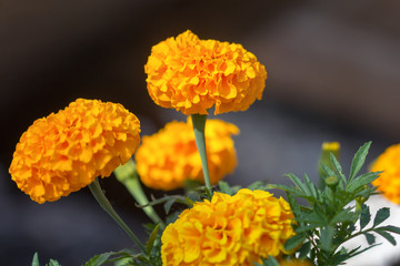 Marigold in the garden. Montenegro