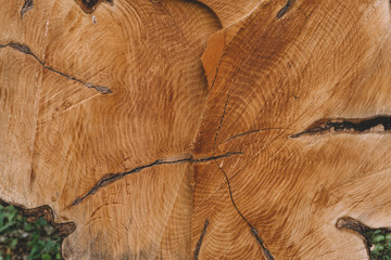  texture of old felled tree