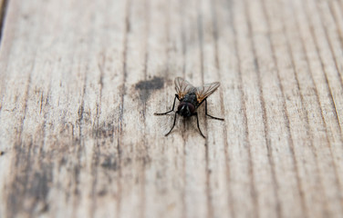 fly on a wooden board, macro shooting