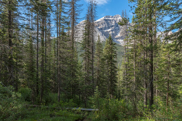 Cathedral Mountain Surrounded by Coniferous Forest