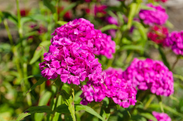 Pink flowers of garden carnation plant.