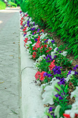 garden bed with different colors flowers in summer