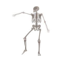 Human skeleton dancing, medical body anatomy model with arm bone raised in dynamic motion