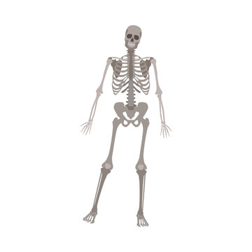 Grey skeleton standing on one leg, human anatomy model for medical science posing on front view