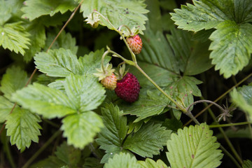 strawberry berries, green leaves, close-up