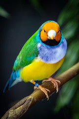 Color Bird