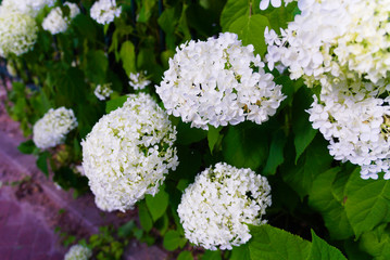 colorful flowers blooming in the summer sun