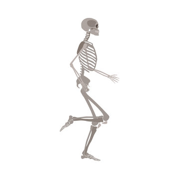 Side view of human anatomically detailed skeleton vector illustration isolated.