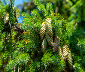 Beautiful cones on the fir tree. Blue sky background