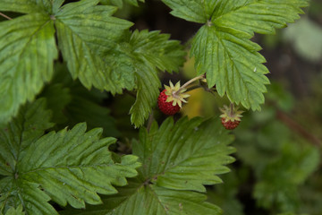 strawberry berries, green leaves, close-up
