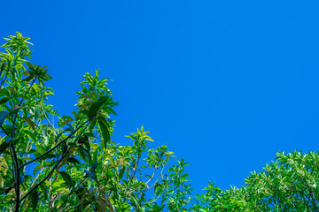 Green tree with high blue sky