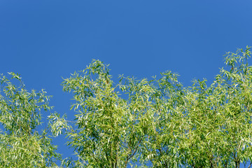 Green tree tops and blue sky