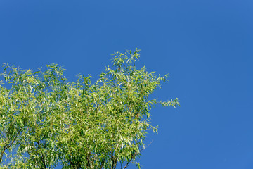 Green tree tops and blue sky