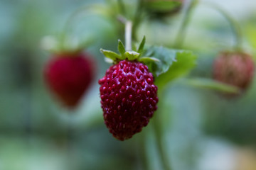 strawberry berries, green leaves, close-up