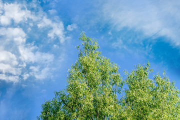 Green tree tops and blue sky