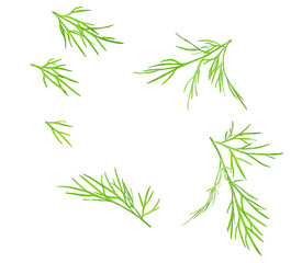 Fresh dill  isolated on a white background.