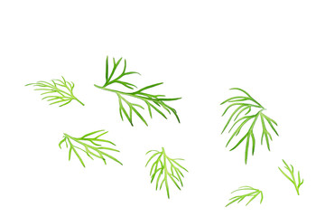 Fresh dill  isolated on a white background.
