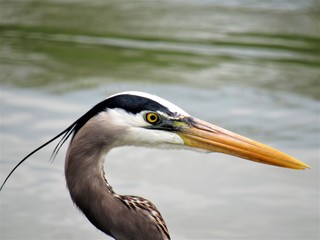 great blue heron