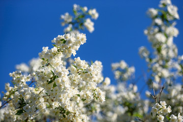 Beautiful blooming Jasmine in the blue sky
