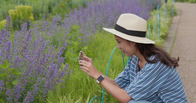 Woman take photo on cellphone at Lavender field