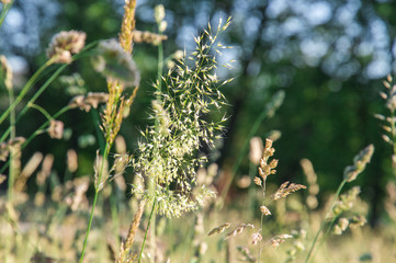 Close up. Wild grass, blooming summer field.