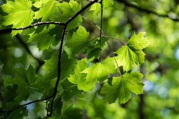 Branches et feuilles