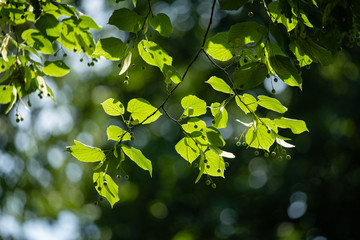 Obraz premium Tilleul au soleil