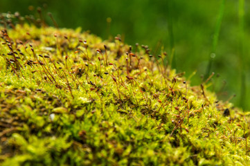 Close up, macro. Hypnum moss cypress in the Carpathian Mountains. Cypress-leaved plait-moss, Hypnum cupressiforme, with capsules (spores). Copy space.