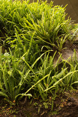 Fern growing in the nature