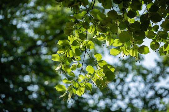 Feuilles de tilleul