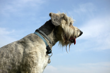 Bergamasco sheepdog, newly trimmed, against blue sky. Head and shoulders, profile view.