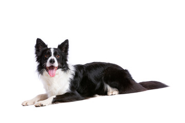 black and white border collie dog - 276726341