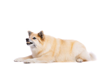 Icelandic Sheepdog or Icelandic Spitz