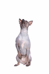 American Hairless Terrier