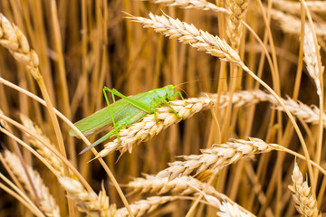 Green grasshopper on a spike
