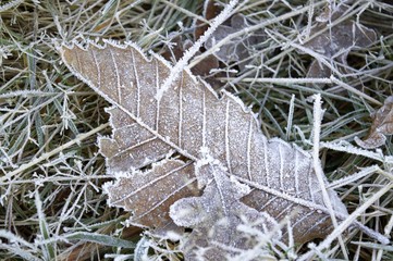 leaf on ice