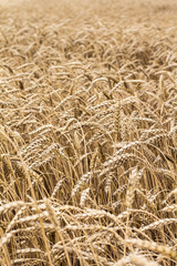 Wheat spikelets in the field. Wheat spikelets pattern. Background of wheat spikelets.