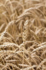 Wheat spikelets in the field close-up.