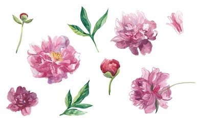 Poster Set of watercolor peonies with leaves and buds. © Мария Минина