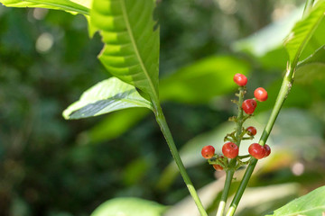 Blurred green background with berries and fruits of rainforest, jungle of Amazon River basin in South America