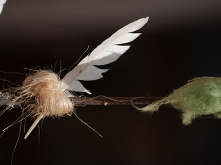 close up of a white bird feather with a blurred , dark background